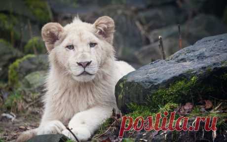 Download White Lion Cub Wallpaper - GetWalls.io Click to download free wallpaper for your desktop and mobile.