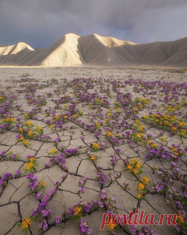 Удивительное зрелище редкого цветения растений запечатлели в чилийской пустыне Атакама.