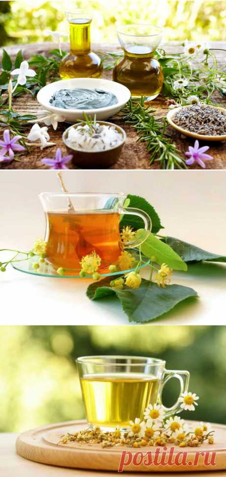 Травы и цветы, которые можно заваривать в чай
