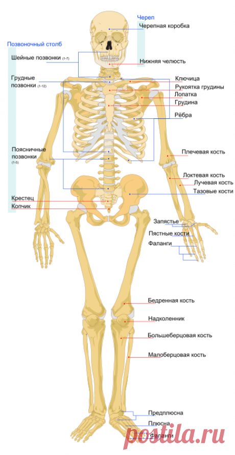 Скелет человека — Википедия