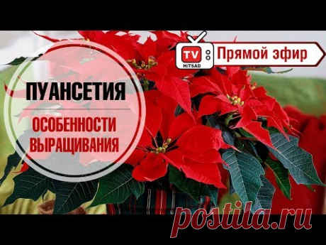 Пуансетия - рождественская звезда 🌺 Особенности выращивания 🌺 Купон на скидку