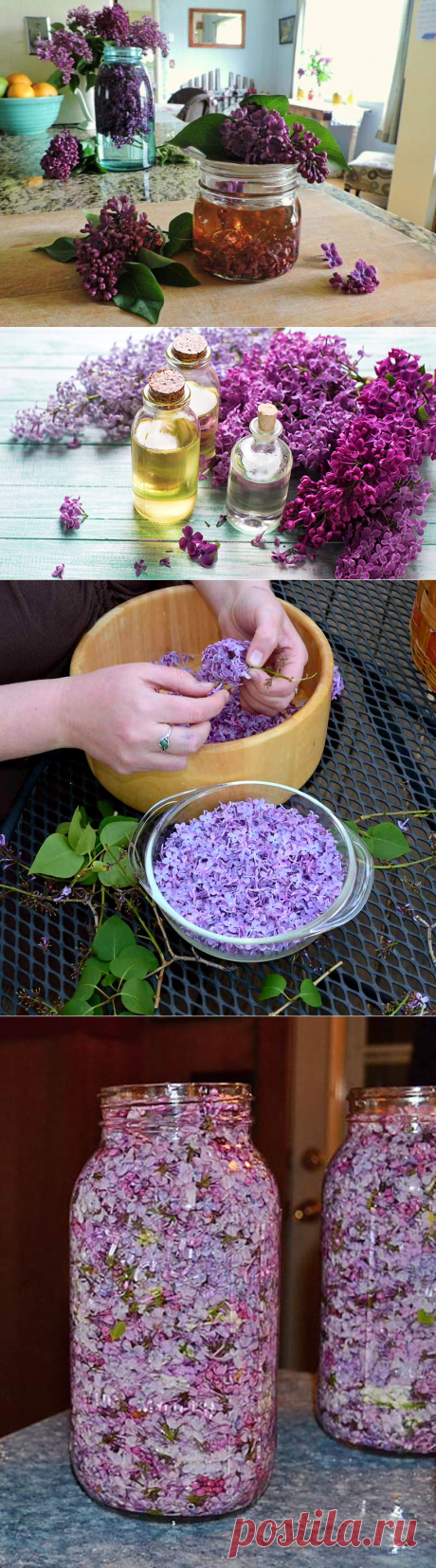 Пока цветет сирень, заполните банку растительным маслом и фиолетовыми цветками…