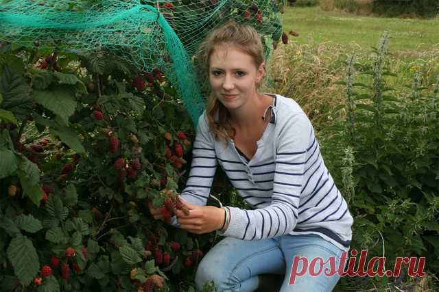 ЧТОБЫ НА МАЛИНЕ НЕ БЫЛО ЧЕРВЕЙ. В КОПИЛКУ САДОВОДУ 

Наверняка практически у каждого, кто имеет свой садовый участок, имеет небольшую посадку малины.
 
 
Но часто бывает, что в ягодах малины обнаруживается много червей. Чтобы в малине не было
 
червей…