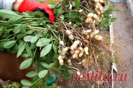 Как вырастить земляной орех - арахис  — Садоводка