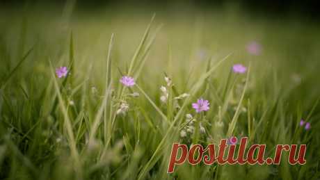 Download Wallpaper 1920x1080 flowers, grass, flowering HD background