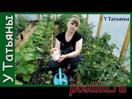 СОДА - спасатель вашего огорода! Пищевая сода - подкормка для: огурцов, томатов и других растений