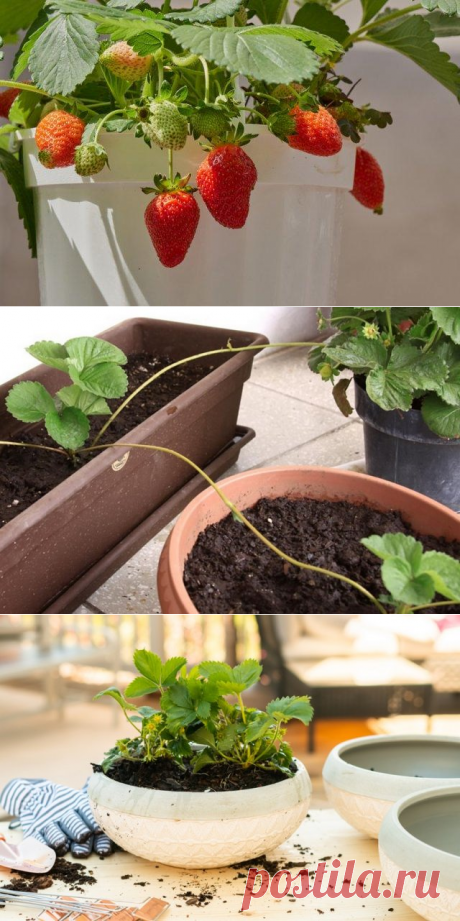 Как вырастить клубнику в квартире зимой – 5 шагов до урожая