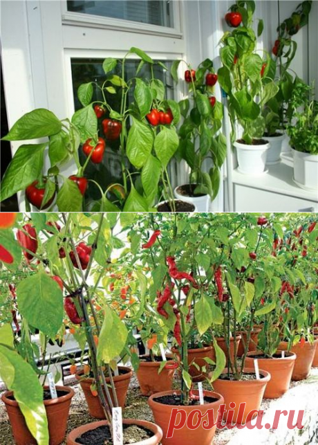 Выращивание перца на балконе: вырастить перец болгарский сладкий