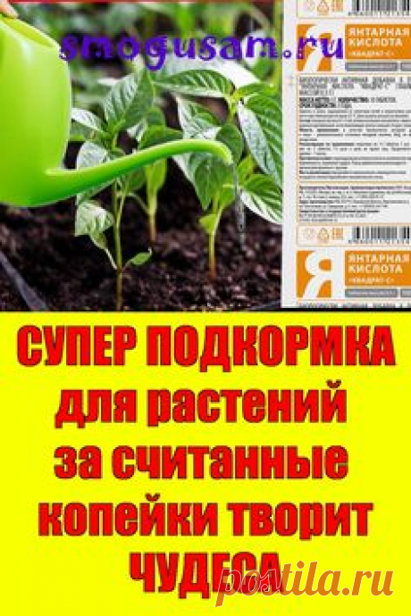 📌СУПЕР ПОДКОРМКА  для растений  творит ЧУДЕСА🌱 Янтарная кислота🌱 in 2023