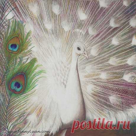 King of the Birds May 2015 CPM Art Challenge Photo #1505  Photo by Photograph by: Sally Robertson - Copyright Released! I also use CPM student lesson #7 green Peacock Feathers from Veronica Winters   Challenge Name: "White Peacock"  Artist Name: Jenny Luan Frye  Category: Advance  Size: 8"x8" Tan Stonehenge paper  Media: Prisma (wet/dry) and Faber Castell polychromos (very little OMS)  Email: tsentsen@hotmail.com  www.facebook.com/JennyLuanFrye  this is tough one, but fun ...