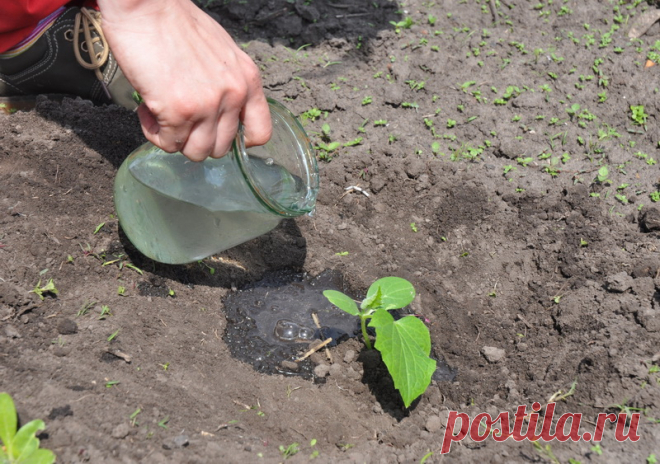 Как увеличить урожай огурцов при помощи борной кислоты