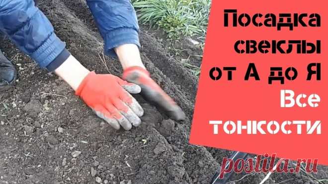 Посадка свеклы от А до Я / Все тонкости / Огород дяди Вовы