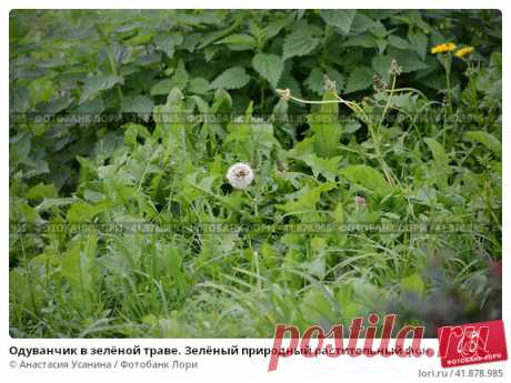 Одуванчик в зелёной траве. Зелёный природный растительный фон. Стоковое фото, фотограф Анастасия Усанина / Фотобанк Лори