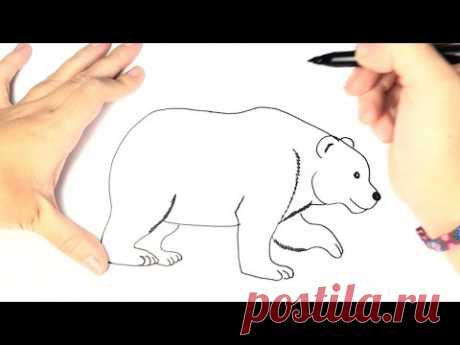 How to draw a Polar Bear for Kids