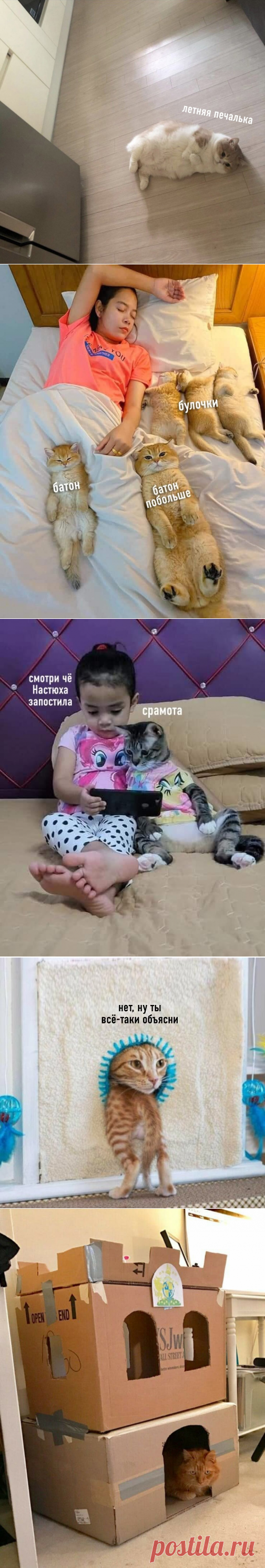 Подборка самых смешных Котиков-19! Смешные картинки с котами! | Bismarck Cats | Яндекс Дзен