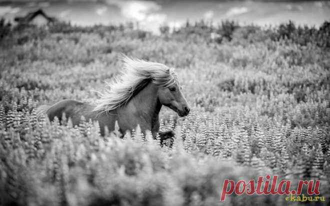 Изумительные снимки лошадей фотографа Керри Хендри » Екабу.ру - развлекательный портал Екатеринбурга