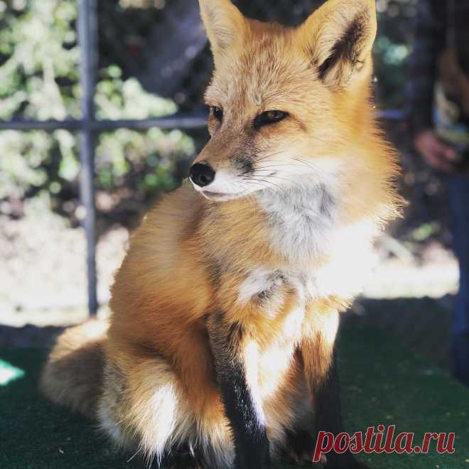 Fox Encounter Sat brought sunny skies, a little warmth, and some super awesome folks!! We had some fun today at our encounters as Viktor displayed “the many poses of Viktor”.... and the Mikhail (last photo) showed him how it is really done with just one shot!!! .
Our private encounters are very limited and we usually book up quickly.  While we grow as a center, we will offer different types of encounters and ways to interact, learn, and participate in canid conservation! ....