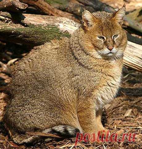 Jungle Cat - Doesn't Really Live in a Jungle | Animal Pictures and Facts | FactZoo.com