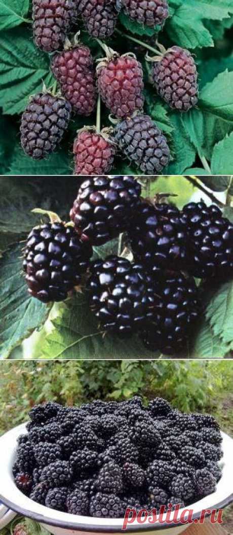 Новая ягода логанберри - гибрид малины и ежевики - 6 соток