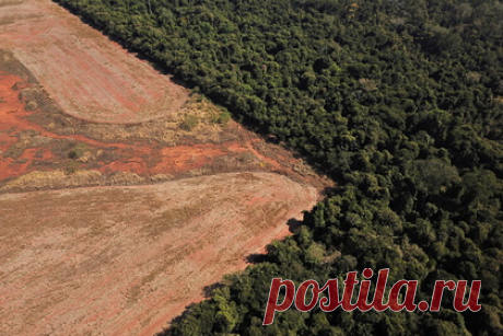 Названа неожиданная опасность для крупнейших лесов планеты. Бразильские ученые назвали неожиданную опасность для лесов Амазонии. Их исследование показало, что владельцы соевых плантаций продолжают уничтожать фауну ради урожая сои несмотря на мораторий, запрещающий выращивание данного продукта на территории крупнейших лесов планеты.