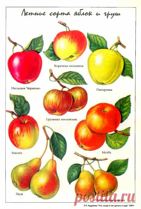 Летние сорта яблок и груш