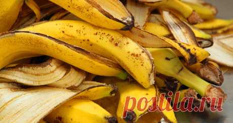 Bananenschalen als Dünger verwenden Bananenschalen sind eigentlich viel zu schade für die Biotonne. Wenn man sie richtig präpariert, ergeben sie einen hervorragenden Dünger für Rosen und Zimmerpflanzen.