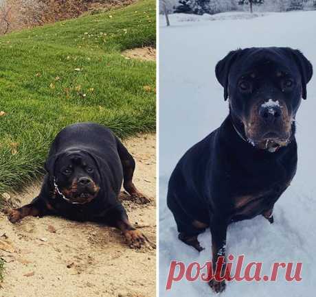 20 собак до и после похудения, которых больше нельзя назвать мохнатыми буханками