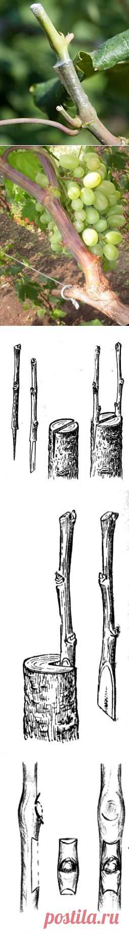 Всё о виноградной лозе - королеве сада...
