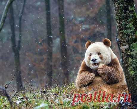 🐻 Кизай (Qizai) - семилетний самец панды с коричневым окрасом. Единственный в своем роде медведь проживает в природном парке Qingling Mountains в центральной части Китая. 🐼В то време как все &quot;бамбуковые медведи&quot; рождаются черно-белыми Кизай родился коричневым. Ученые полагают это произошло в результате мутации.