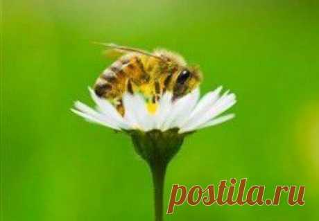 Пчелиный яд и ботокс равнозначны? | МОЙ ВОЗРАСТ