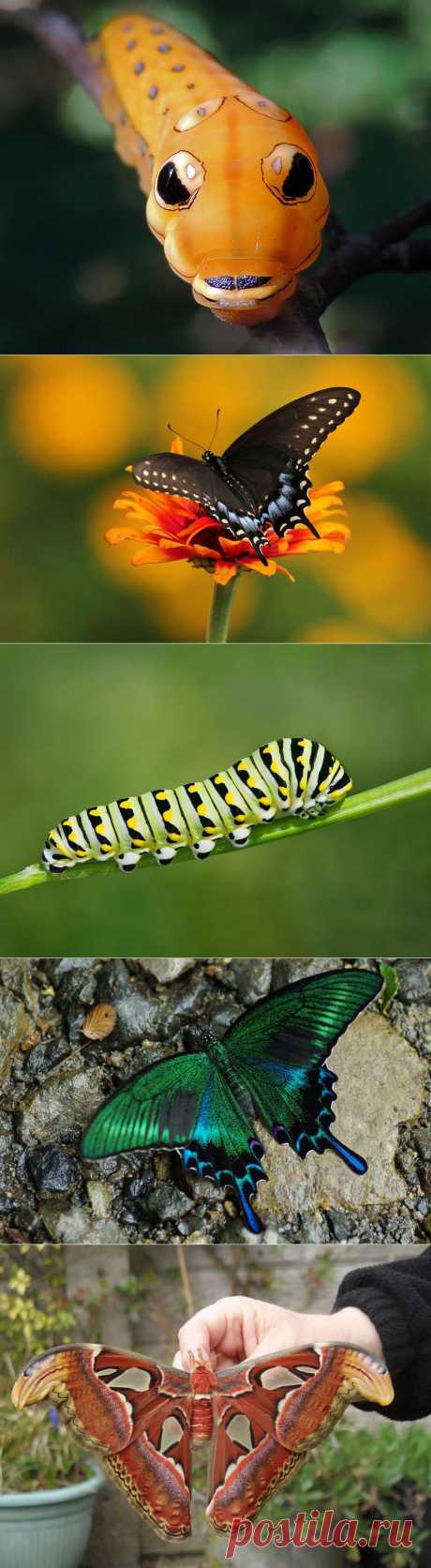 19 превращений гусениц в бабочек | Наука и техника