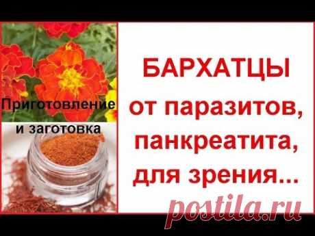 Что для нашей семьи бархатцы: лечебные свойства и как применять