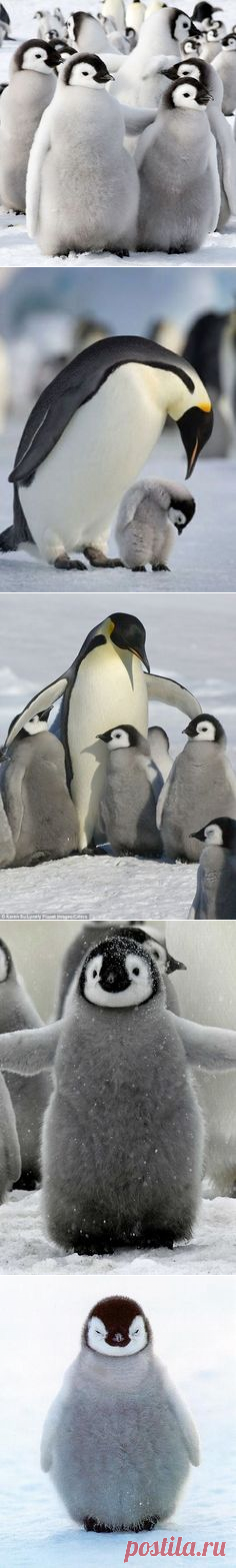 PENGUINS on Pinterest | Penguin Love, New Zealand and Mobile Wallpaper