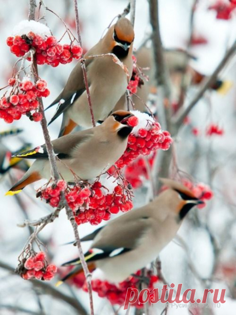 winter birds / Arrived Waxwings by Dennis Rusinov | ❤️ My Winter Garden ❤️