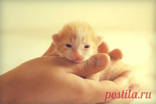 Фото маленький котенок, страница