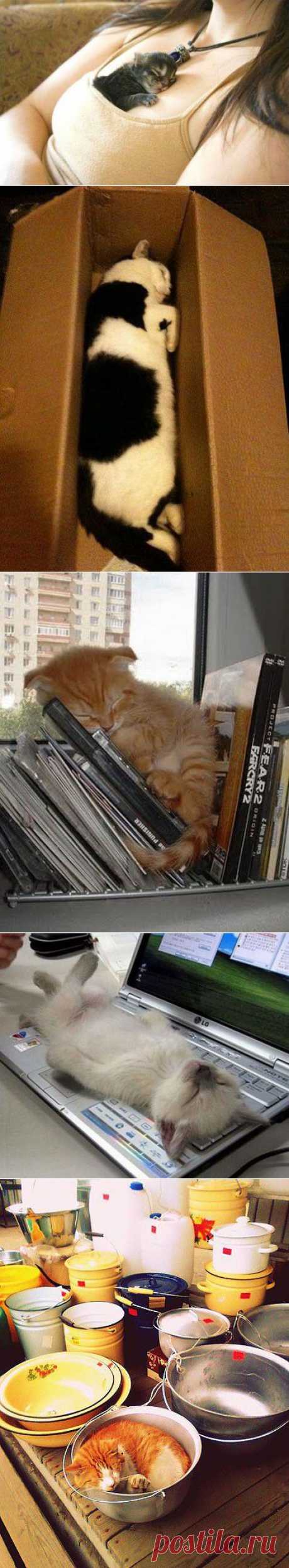Кошки, спящие в странных местах