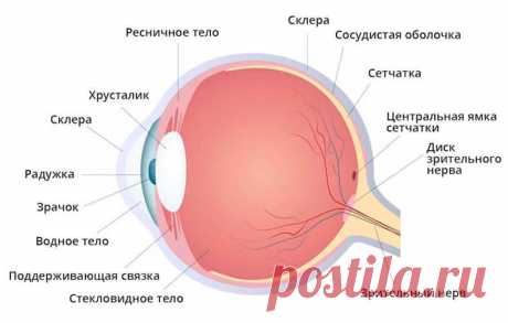 Причины и профилактика отслоения сетчатки Отслоение сетчатки — серьёзное заболевание, требующее незамедлительного лечения для предотвращения необратимых последствий для зрения пациента.