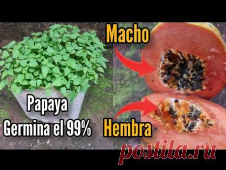 Germina el 99% de semilla de papaya  o lechoza seleccionando hembra y macho