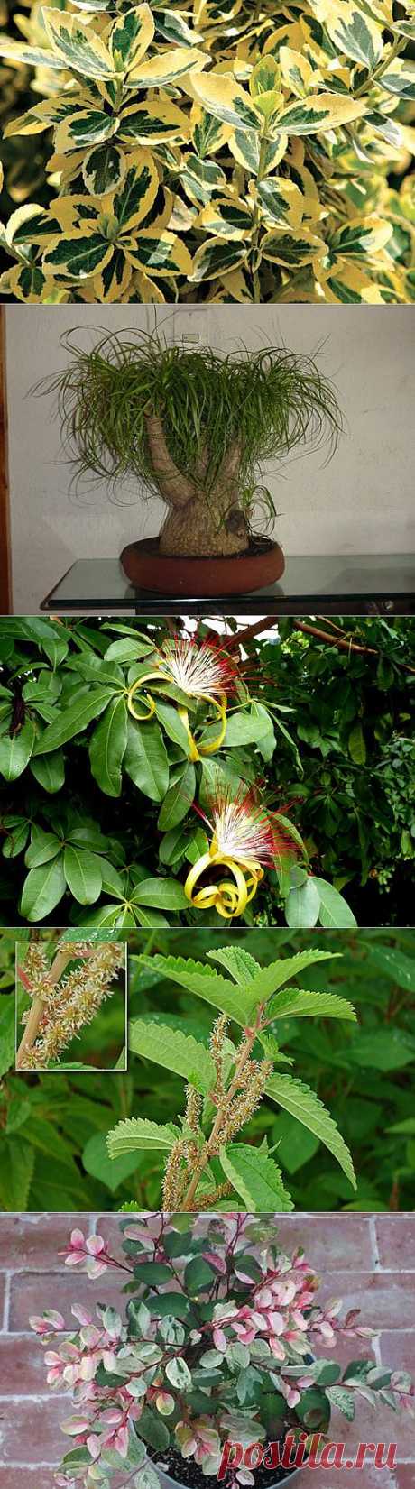 -  декоративно лиственные растения