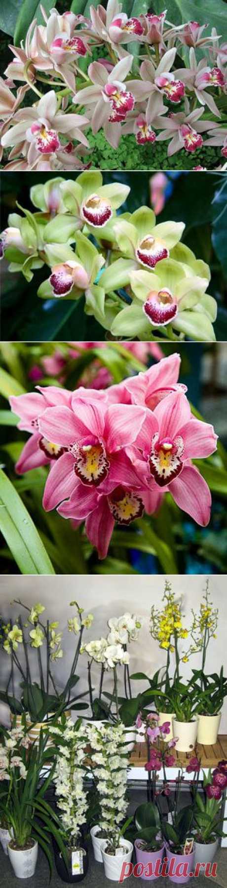 Орхидея: уход в домашних условиях - Комнатные растения, уход, энциклопедия растений, домашние цветы, фото, названия