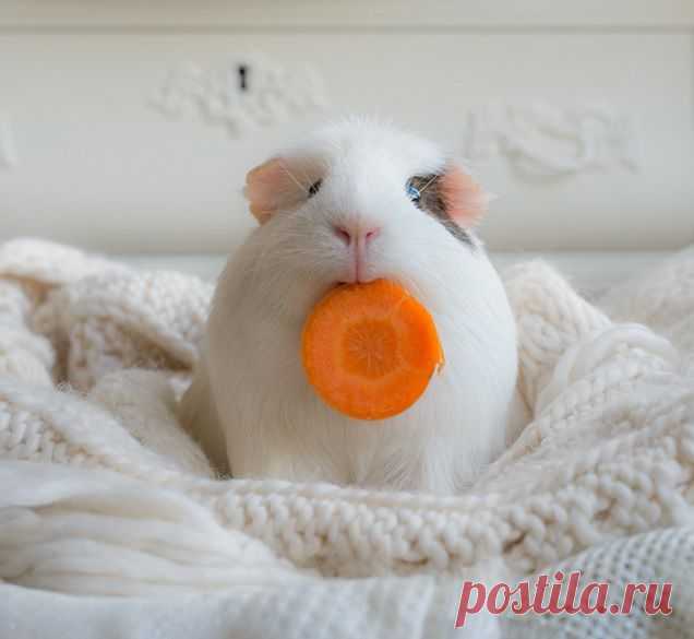 Carrots are good for the eyes, right? - Imgur