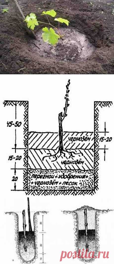Как посадить саженцы винограда весной | Дача - впрок