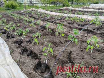 Высадила томаты. 14 мая | Огородник из Рязани | Дзен