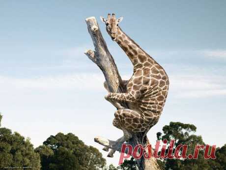 животные африки фото - Поиск в Google Я птица Жирафлю.