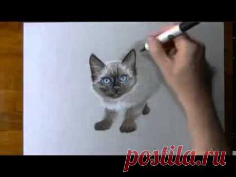 Как нарисовать 3D Кошку ( Не мое )