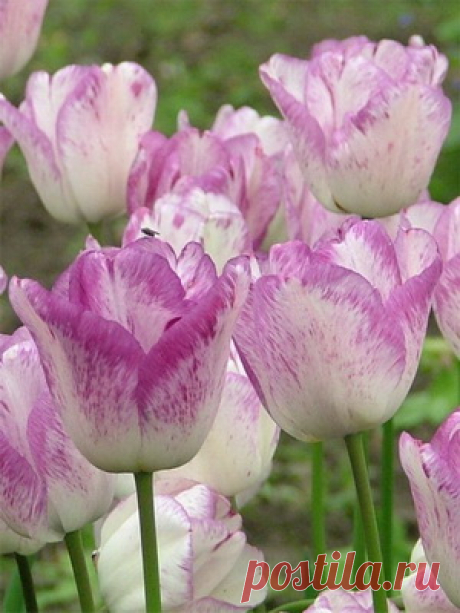 Тюльпаны: описание цветов и их выращивание - Садоводка