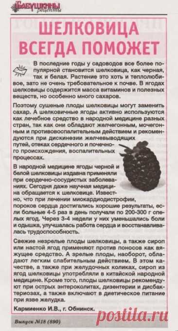 Тутовник (шелковица)