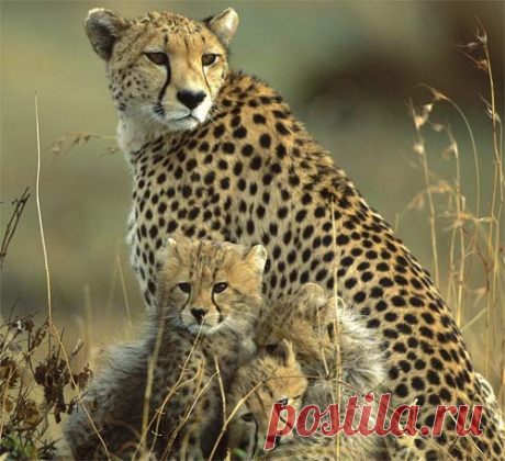 Cheetah - World's Fastest Runner | Animal Pictures and Facts | FactZoo.com
