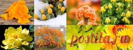 Участок в желто-оранжевых тонах: растения, акценты и особенности | Цветники и клумбы (Огород.ru)