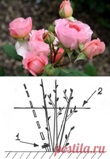Как правильно проводить обрезку роз | РОЗЫ